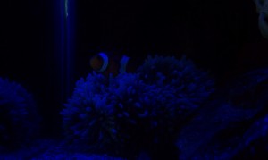 Clown fish and Anemone