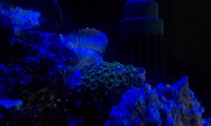 Zoanthid Coral