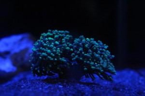 Frogspawn Coral 