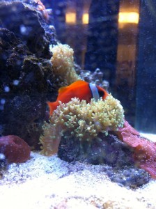 Tomato Clown fish and Hairy Mushroom