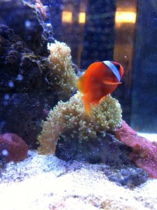 Tomato Clownfish Day with Hairy and Red Mushroom Corals